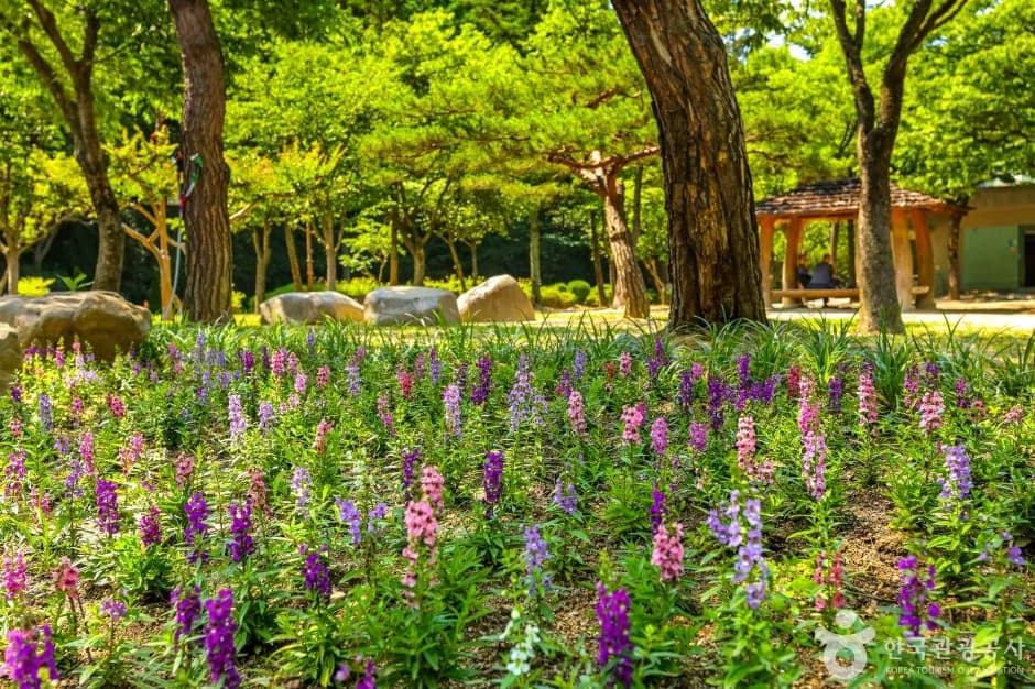 대구앞산공원 반려견 동반 장소 이미지